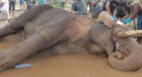 Impartial Probe into Tusker Kavanthissa’s Death